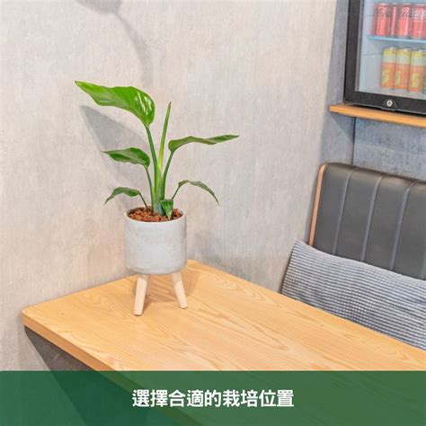 天堂鳥植物|天堂鳥植物完全栽培指南 從選擇到養護 